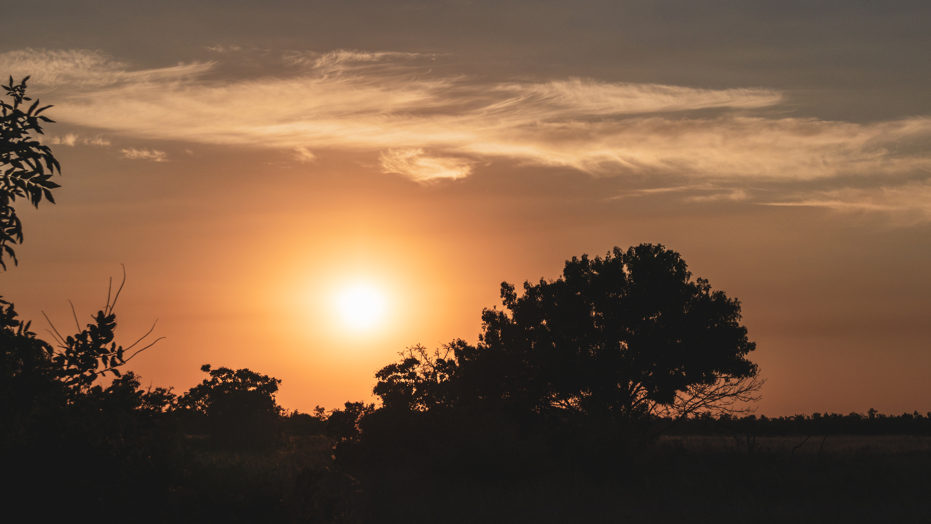 Sunset in wild nature dark trees silhouettes